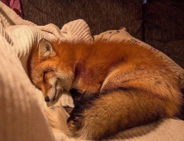 Fox